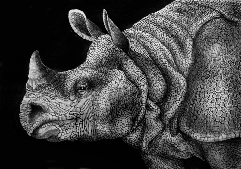 Ilustrações e desenhos realistas com caneta preta feitos por Tim Jeffs (11)