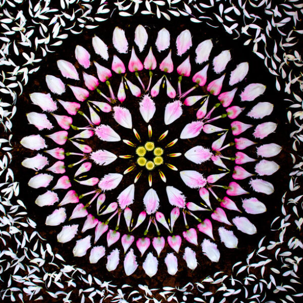 Mandalas feitas com flores e plantas por Kathy Klein (11)