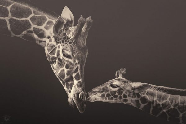 Fotografias inspiradoras de Animais em Extinção (10)
