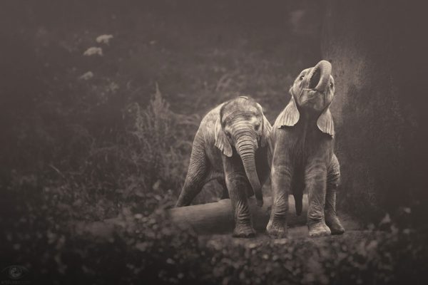 Fotografias inspiradoras de Animais em Extinção (1)