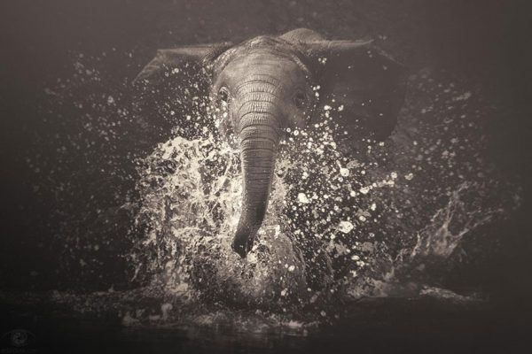 Fotografias inspiradoras de Animais em Extinção (7)