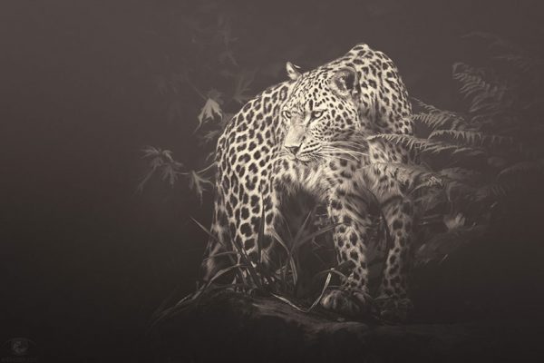 Fotografias inspiradoras de Animais em Extinção (5)