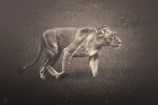 Fotografias inspiradoras de Animais em Extinção (2)